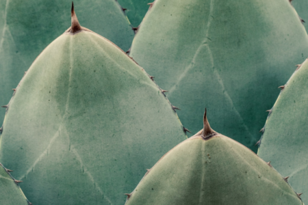 pianta di agave per ricavare la fibra sisal per il settore tessile