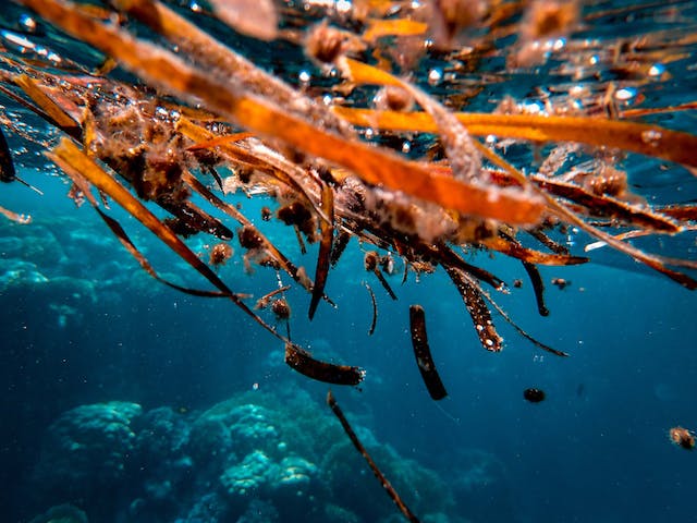 fibra di SeaCell ricavata dalle alghe marine