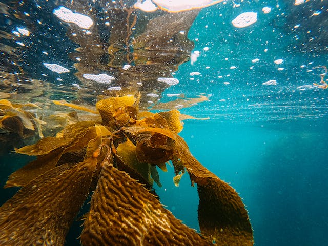 le alghe marine come fonte di fibre tessili vegetali