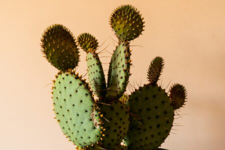 la pelle vegetale ricavata dalle foglie di cactus