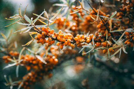 Succo di olivello spinoso: l'elisir beauty & wellness